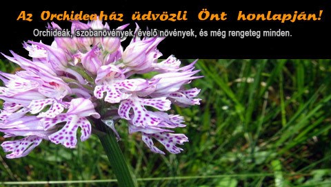 Orchidea Kertészet